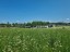 Продажа земельного участка Хязельки
