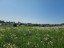 Продажа земельного участка Хязельки