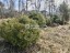 Продажа земельного участка Красное Село, Лагерная, 12 корпус А
