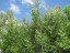 Продажа земельного участка Радофинниково