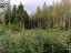 Продажа земельного участка Массив Агалатово, к.нт.