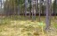 Продажа земельного участка Рощино, Заповедная